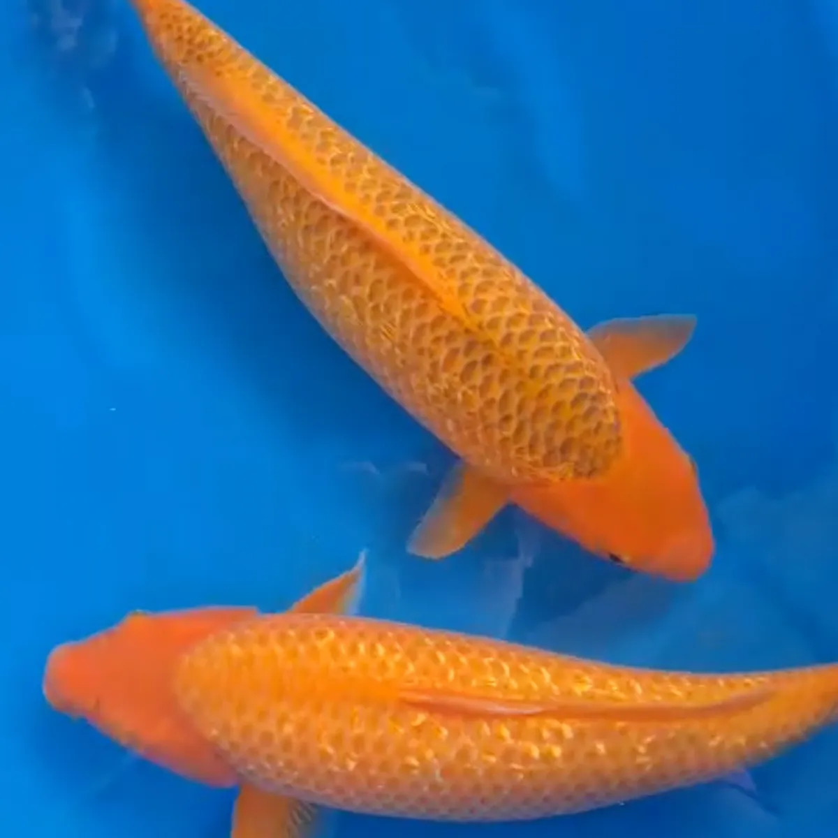 ปลาคาร์ฟ Golden Corn : รู้จักสายพันธุ์ใหม่ที่โตเร็ว ลายสวย และกำลังมาแรงที่สุด