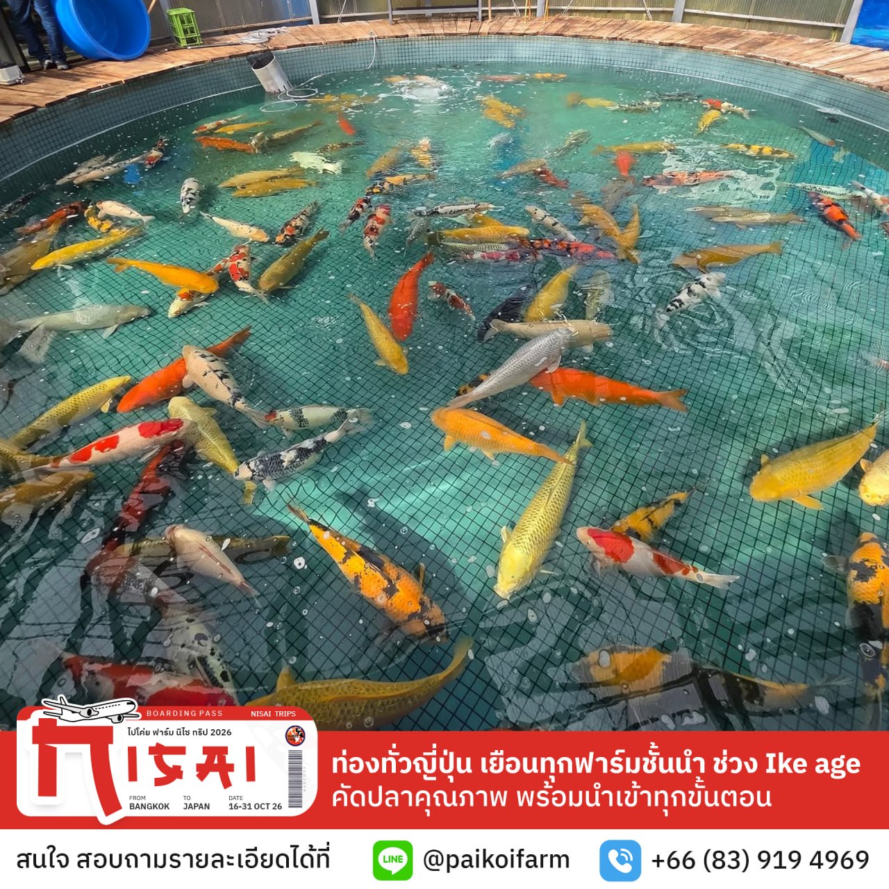 บรรยากาศทริป Nisai Koi Hunting ที่ประเทศญี่ปุ่น