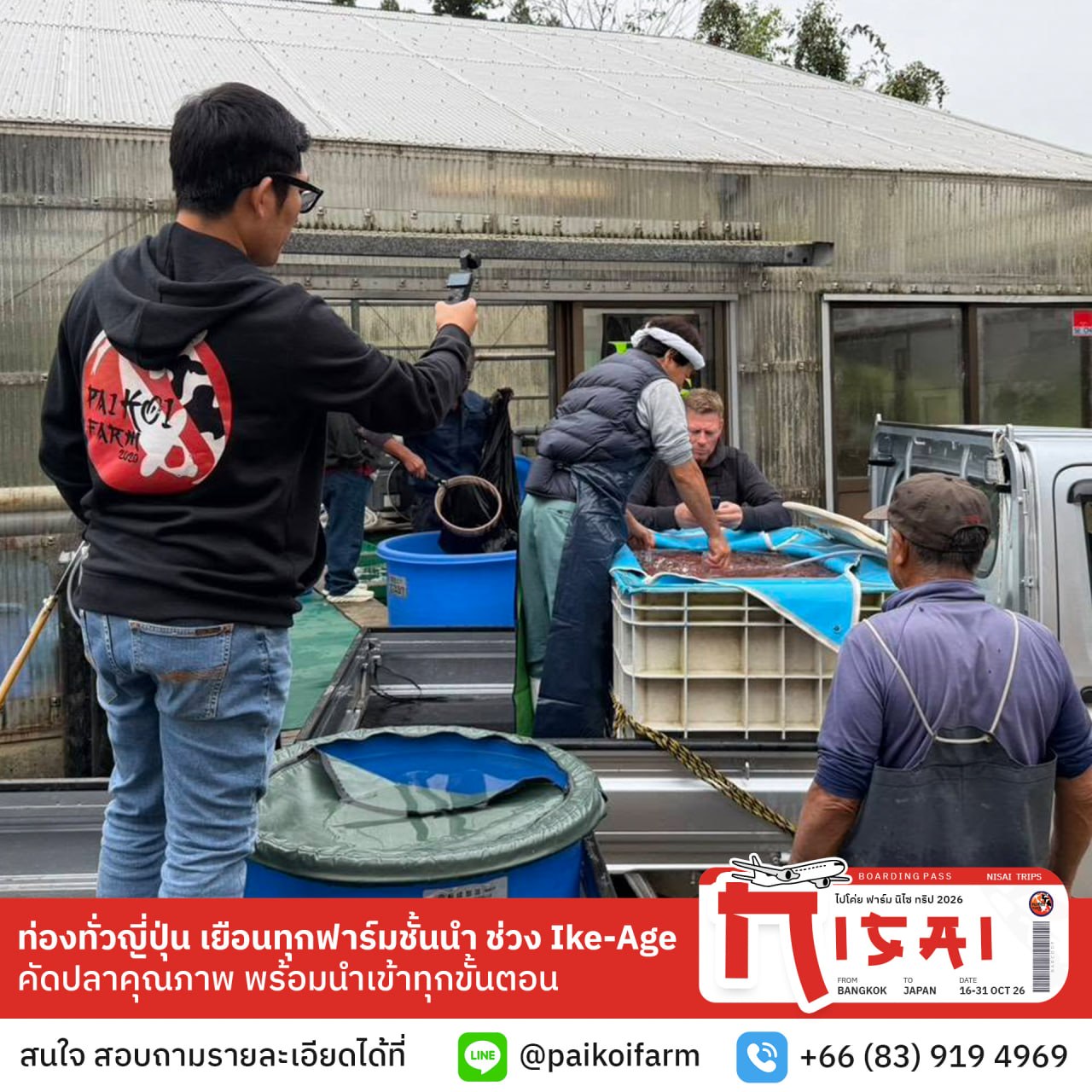 การคัดเลือกปลาคาร์ฟ Nisai ริมบ่อ