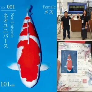 New World Record 203Million Yen 101cm Sakai Kohaku S Legend 2