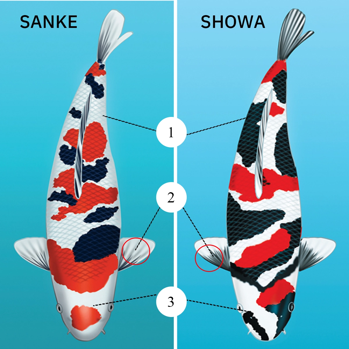 Showa vs. Sanke: เทคนิคแยกปลาคาร์ฟ 3 สี จบทุกข้อสงสัยใน 3 จุด