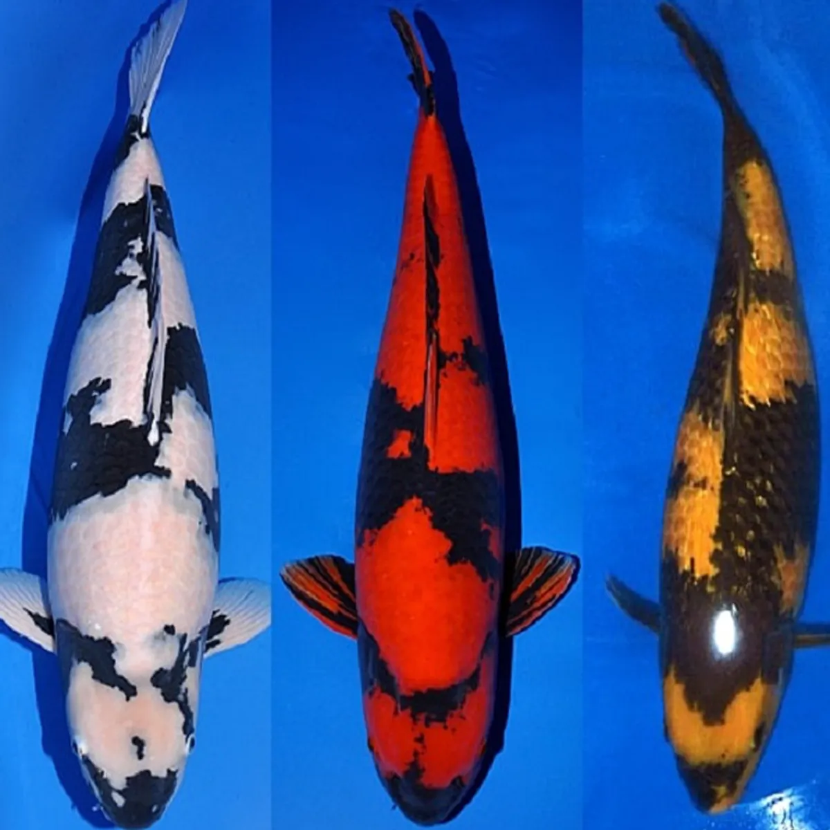 Utsurimono Koi: เจาะลึกสายพันธุ์ดำ-สี สัญลักษณ์แห่งความเท่