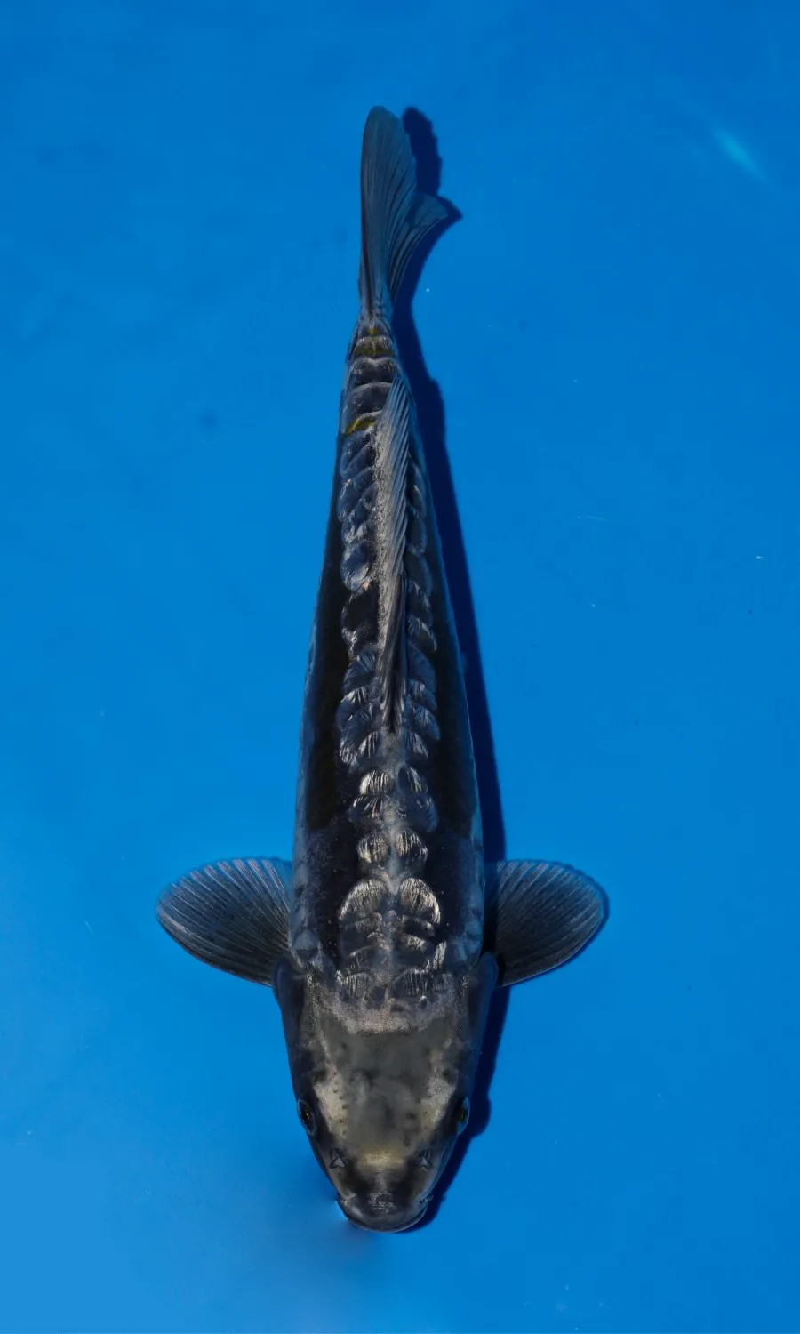 Kawarimono — 1st Prize