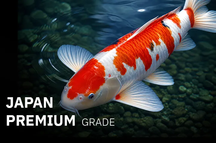 ปลาคาร์ฟพรีเมียม (PREMIUM JAPANESE KOI)