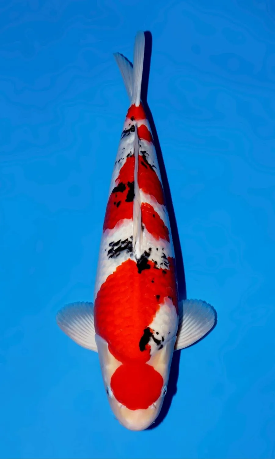 Male Sanke — 2nd Prize