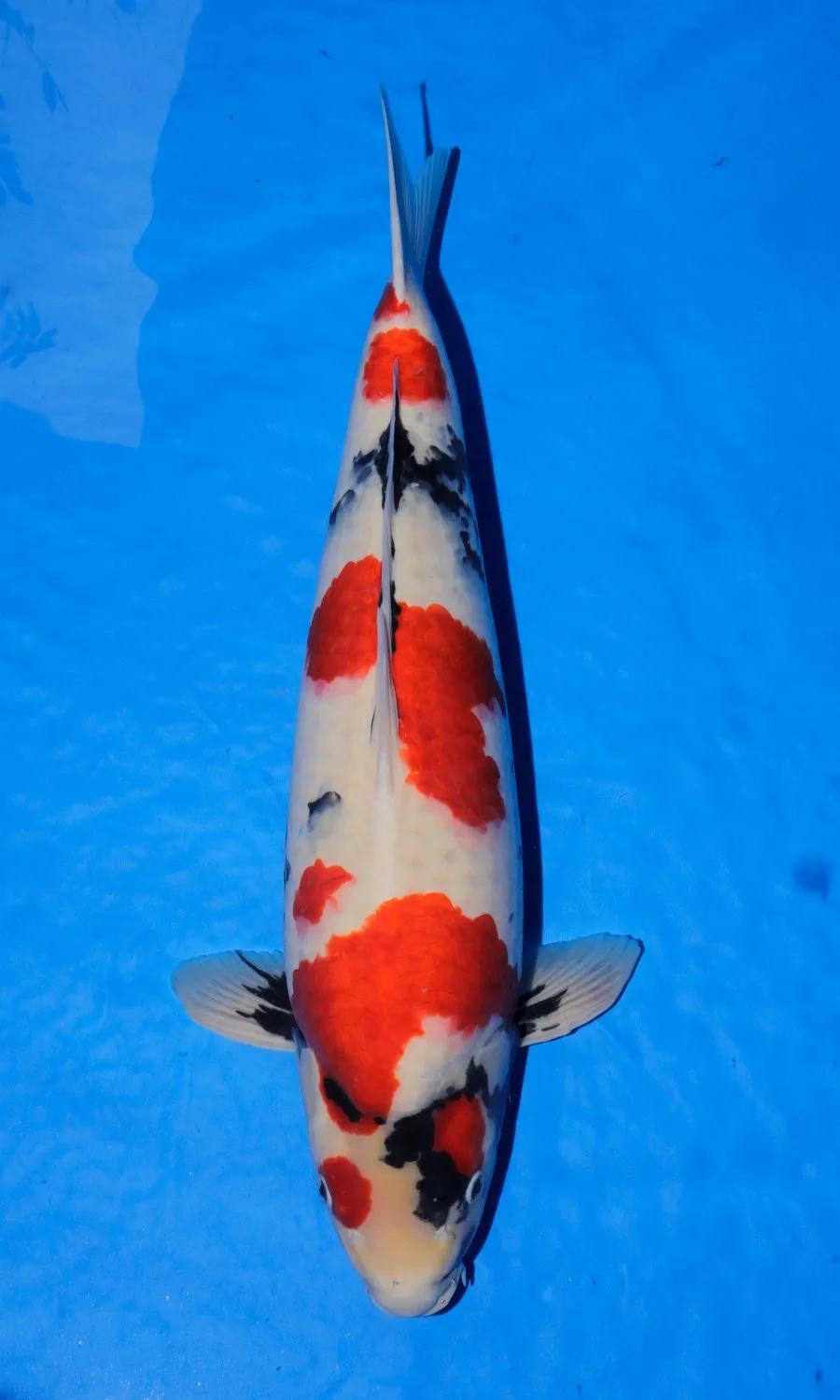 Male Showa — 2nd Prize