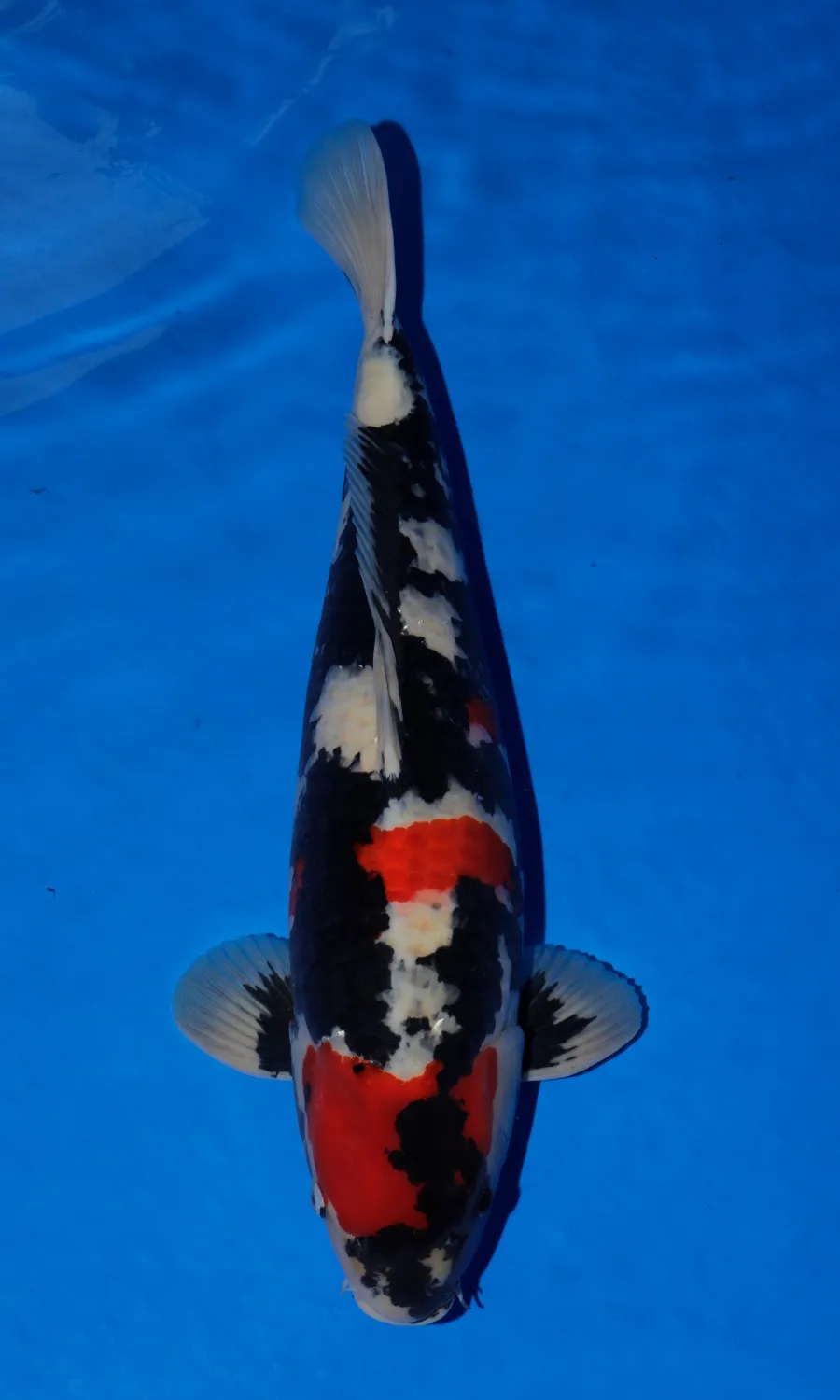 Male Showa — 1st Prize
